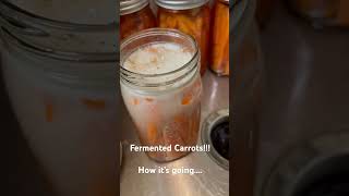 Fermented Carrots fermentedfood [upl. by Aicaca610]