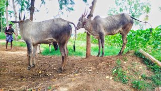 Hallikar Bull and cows  Quality hallikar breed [upl. by Sharyl]