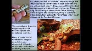 Is Bearded Dragon Cohabitation A Good Plan HD  Slideshow [upl. by Smallman]