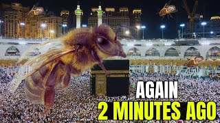 City In Ruins Chaos Unleashed As Insects Invade Meccas Kaaba [upl. by Abott]