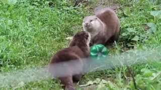 Kleinklauwotters geluid  Oriental smallclawed otters sound  Olmense ZOO [upl. by Yhtuv]