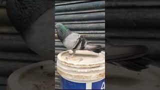 Maari dialogue moviepigeon bird lovekabutar [upl. by Alvera384]