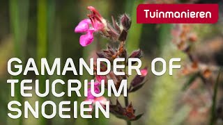 Gamander of Teucrium snoeien  Herfst  Tuinmanieren [upl. by Nana]