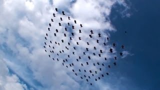 Largest 100Way Wingsuit Record Attempt [upl. by Nyltiak]