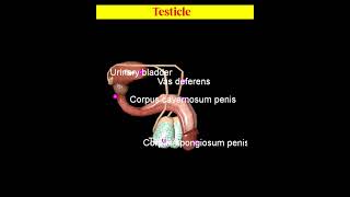 Male Reproductive system Animation shorts [upl. by Ilrahs157]