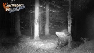 Vildsvin kliar sig mot trädstammen Trail Cam [upl. by Aicekal]