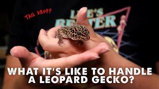 Tail Dropping Biting amp Mini Gecko Claws  HANDLING LEOPARD GECKOS [upl. by Lothair]