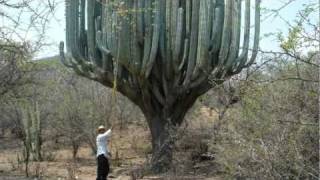 Música Regional de Oaxaca  El Feo Nanga Ti Feo [upl. by Ierdna632]