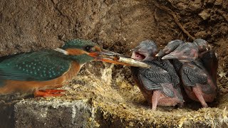 Amazing Footage of Kingfishers Inside Their Nest  Discover Wildlife  Robert E Fuller [upl. by Arah260]