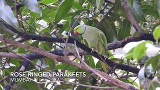 Roseringed parakeets [upl. by Vernice]