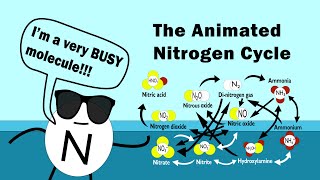 The Nitrogen Cycle Animated [upl. by Tracee891]