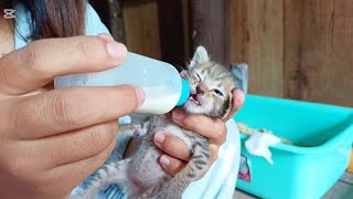 Rescue One Day Old Kitten After Birth Because they Mother Passed Away Kittens grow from 145 days [upl. by Dupin]