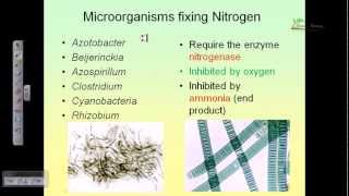 Nitrogen cycle [upl. by Giliane]