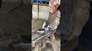 Great hoof trimming video extremely comfortable丨ASMR丨Donkey hoof cutting sound [upl. by Lore]