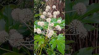 🌼JAPANESE ARALIA FLOWER🌼fatsia japonica [upl. by Furtek]