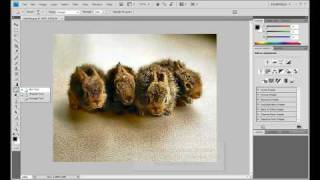 Photoshop CS4 Tutorial Blur  Sharpen  Smudge Tools [upl. by Scriven657]