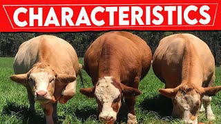 ⭕ SIMMENTAL Cattle Characteristics ✅ Every Breed In The World  SIMMENTAL Bull  Biggest Bulls [upl. by Hselin]