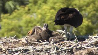 Osprey nesting behaviors part 1 [upl. by Llemart]