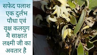 Safed palash सफेद पलाश एक दुर्लभ पौधा एवं वृक्ष कलयुग मै साक्षात लक्ष्मी का अवतार है [upl. by Iznil]