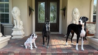 10 Week Old Harlequin Great Dane Puppys First Family Portrait Pose [upl. by Eilssel548]