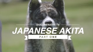 ALL ABOUT JAPANESE AKITA INU PART ONE [upl. by Egide]