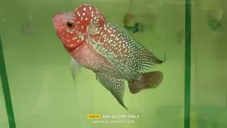 Flowerhorn🐉🐟 fishes for sale hyderabad flowerhorn farm [upl. by Lise702]