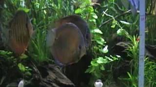 Discus Brown Santarem size 2009 03 23 [upl. by Fleece434]