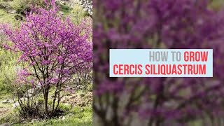 Cercis siliquastrum Growing Guide Judas Tree by GardenersHQ [upl. by Barbur]