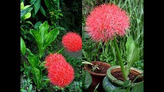 Amazing and Most Beautiful Blood Lily Flowers [upl. by Onaicnop111]