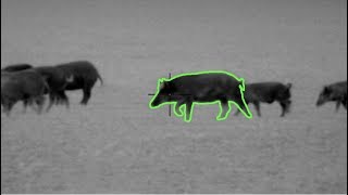 105 Hogs Down  Hog Hunting with Thermal Night Vision in Texas  Pulsar Thermion  Trail [upl. by Igal]