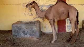 Inde  Bikaner  le Camel Breeding Farm  centre délevage de chameaux [upl. by Anailli]