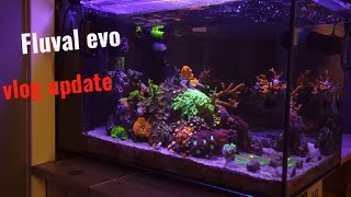 Fluval evo 135 mixed reef update new coral [upl. by Dnomder]