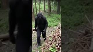 Incredible Bigfoot Audio from Washington State  Creepy Sasquatch Sounds [upl. by Flavian]