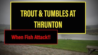 Fly Fishing For Trout Thrunton Fishery [upl. by Ephraim]