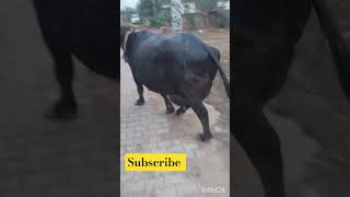 Top murha buffalo whatsappstatus shortsfeed viral 😵😵😵 [upl. by Zola65]