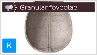 Granular foveolae  Anatomical Terms Pronunciation by Kenhub [upl. by Cummings914]