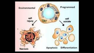 14 Cell biology  Apoptosis part2 شرح بالعربي [upl. by Blasien427]