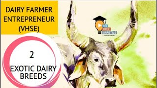 2 EXOTIC DAIRY BREEDS OF CATTLE FOR VHSE DAIRY FARMER ENTREPRENEUR [upl. by Aruon]