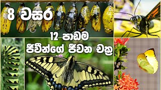 Grade 8 Science Unit 12  Life Cycles  ජීවීන්ගේ ජිවන චක්‍ර [upl. by Ndnarb935]