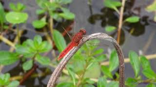 dragonfly241101301p09wlcrocothemis servilia 紅蜻A001C04 [upl. by Denae811]