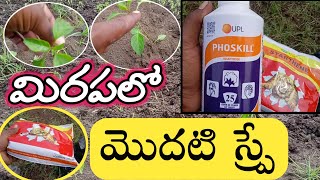 Chilli Crop First Spray In Telugu My Wild Life Agriculture  మిరప లో నేను చేస్తున్న మొదటి స్ప్రే ఇదే [upl. by Zebulen]