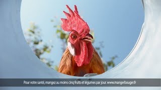 Publicité 2018  Maître Coq  Poulet nourri aux graines de lin [upl. by Bjork118]