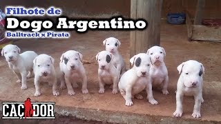 Filhotes de Dogo Argentino  Balltrack x Pirata [upl. by Ronile479]