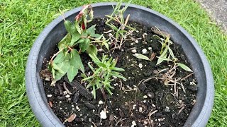 Potted Rosemary Cuttings and Fuchsia  April 28 [upl. by Medarda366]