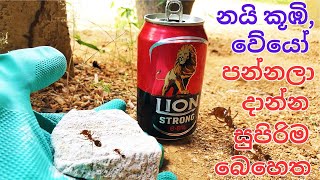 නයි කූඹි වේයෝ වගේ සත්තු එළවන්නේ මෙහෙමයි  A Natural Way to Get Rid of Ants in House Permanently [upl. by Enahc218]