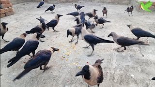 Crows Live Crowing Sounds Loudly  Kuaway Ki Awaz  Crows Planet [upl. by Lliw908]