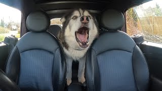 Husky Screams In The Back Of My Car [upl. by Fritts152]