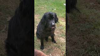 Telling our Newfoundland a joke No 85 subscribe funny jokes [upl. by Sixele]