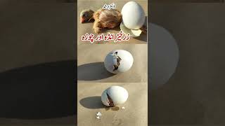 Baby Chick Hatching  Egg Hatching  Dr ARSHAD [upl. by Glori]