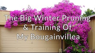 The Big Winter Pruning amp Training Of My Bougainvillea [upl. by Jotham858]